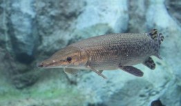 鳄雀鳝最新爆料图片视频,最新图片视频揭秘神秘生物